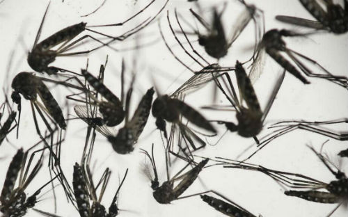 virus-zika
